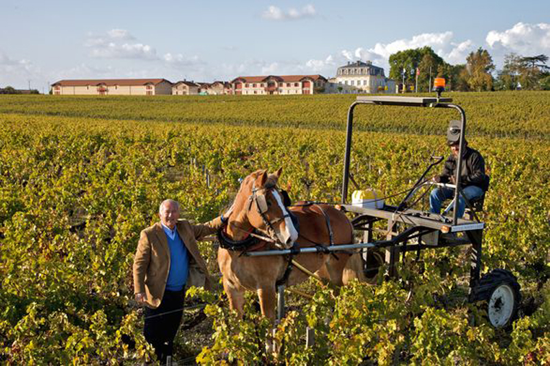 vendange sur les vignes de Pontet-Canet