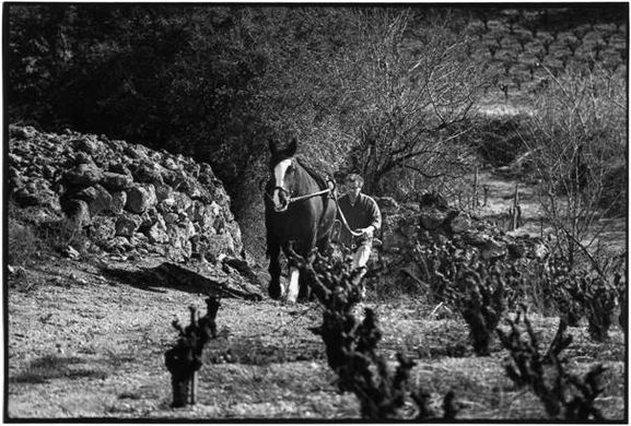 Vendange équestre sur le Domaine Borie de Maurel