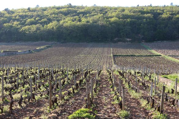 Domaine Bruno Clair